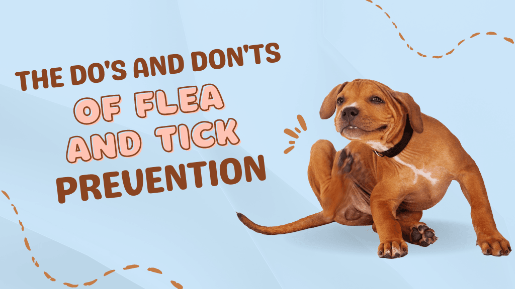 The Do’s and Don’ts of Flea and Tick Prevention The Do’s and Don’ts of Flea and Tick Prevention